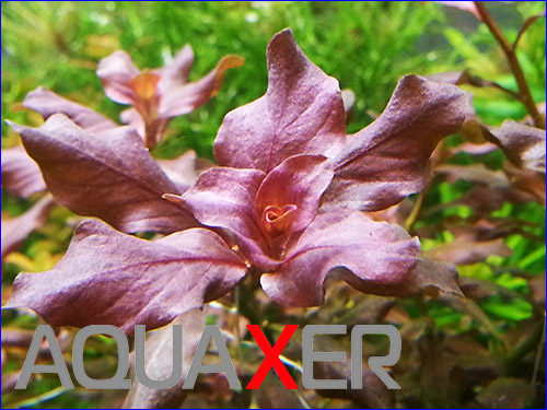    (Ludwigia Ovalis Pink).