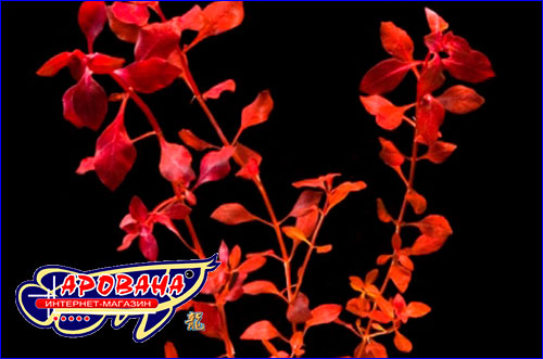    (Ludwigia palustris super red).