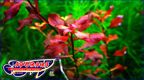    (Ludwigia palustris super red).