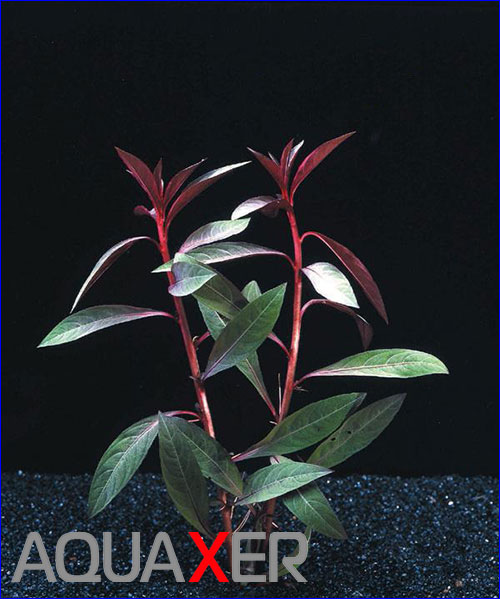   (Ludwigia peruvian).
