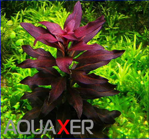   (Ludwigia peruvian).