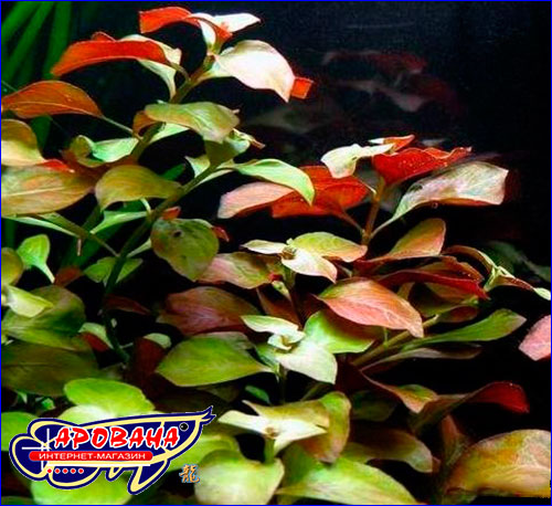   (Ludwigia repens).
