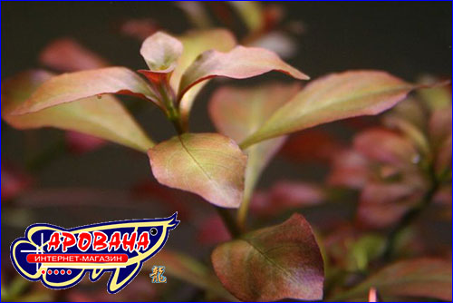   (Ludwigia repens).