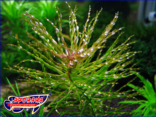   (Ludwigia sp. Tornado).