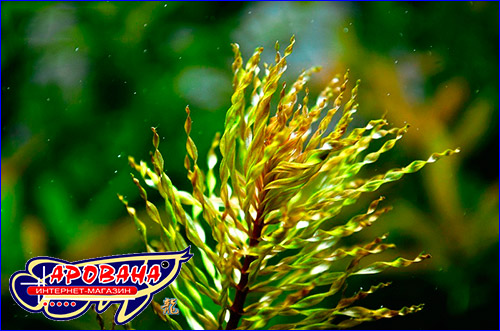   (Ludwigia sp. Tornado).