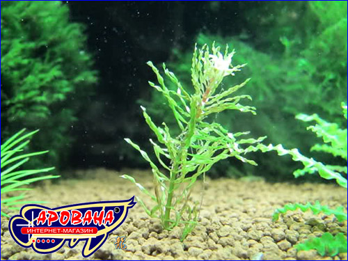   (Ludwigia sp. Tornado).