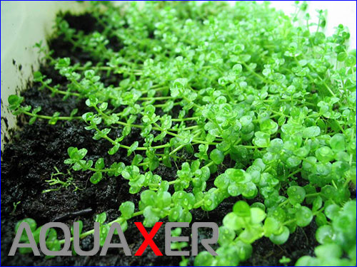 Micranthemum umbrosum ( ).