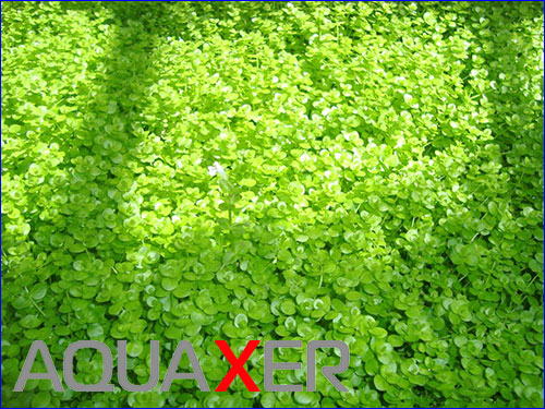 Micranthemum umbrosum ( ).