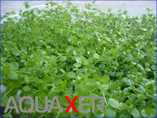 Micranthemum umbrosum ( ).