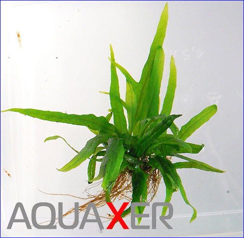 Microsorum sp. cross.