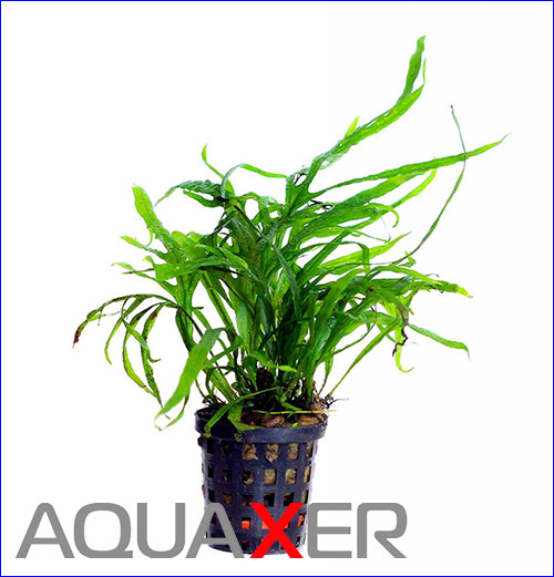 Microsorum sp. cross.
