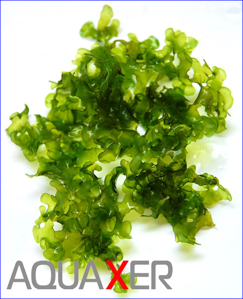  (Monosolenium tenerum Pellia).