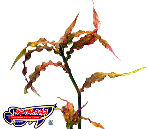   Murdannia sp. red.