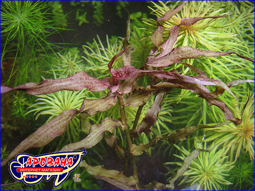   Murdannia sp. red.