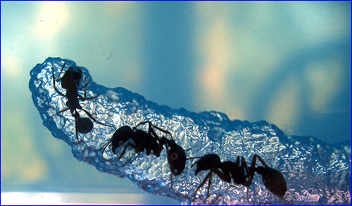 Антипобег для муравьев: что это такое?