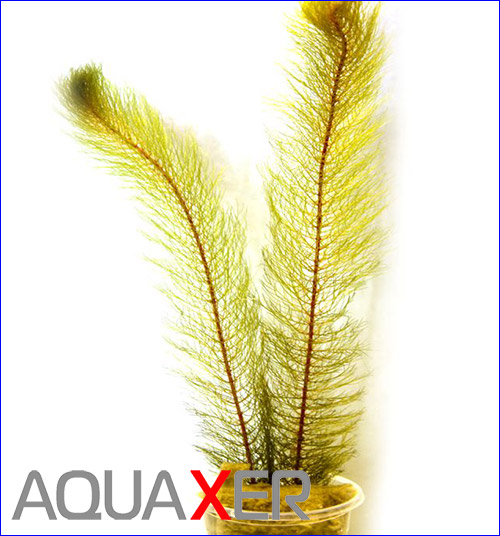   (Myriophyllum heterophyllum).