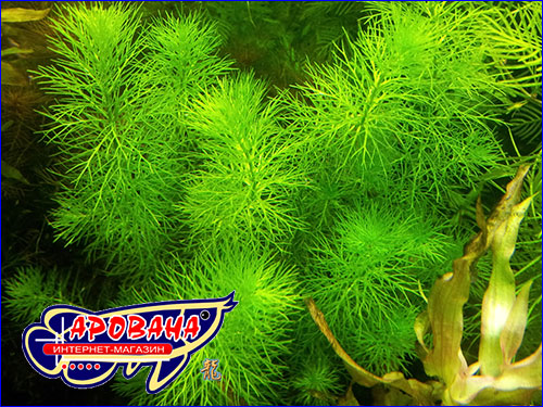   (Myriophyllum sp. Guyana).