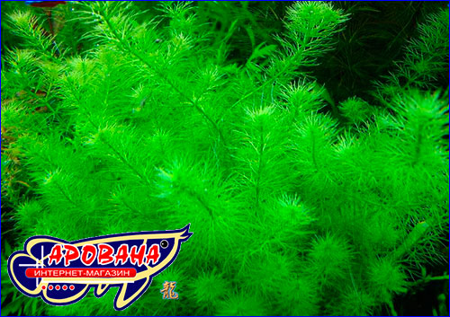   (Myriophyllum sp. Guyana).