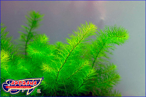   (Myriophyllum sp. Guyana).