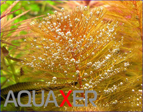   (Myriophyllum sp. Roraima).