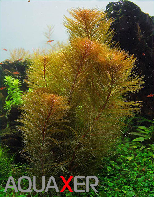   (Myriophyllum sp. Roraima).