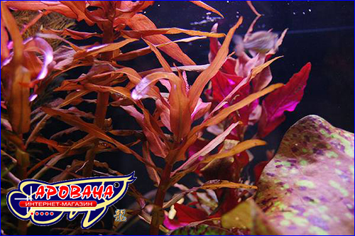  (Nesaea crassicaulis).