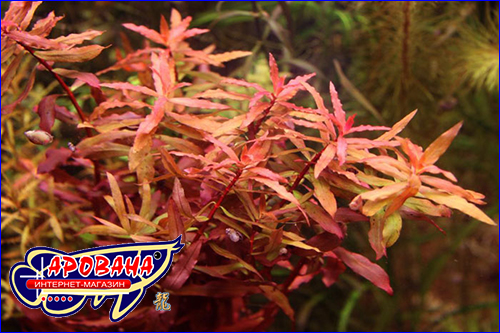   (Nesaea crassicaulis).