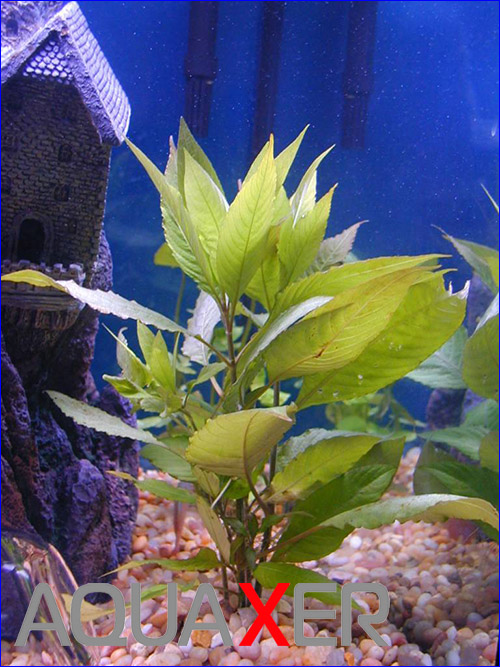   (Nomaphila stricta).