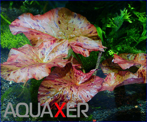   (Nymphaea lotus Red).