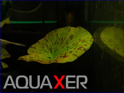   (Nymphaea sulfurea).