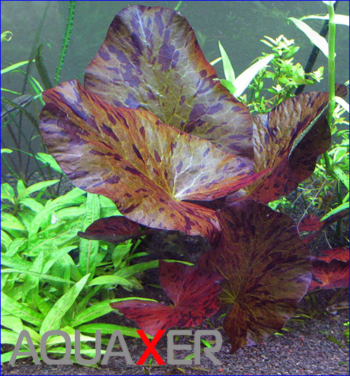   (Nymphaea tiger lotos).