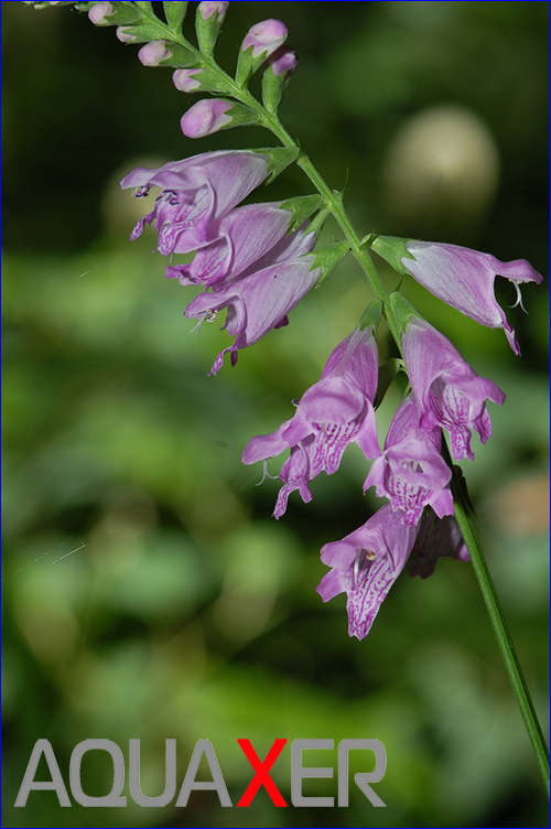   (physostegia purpurea).
