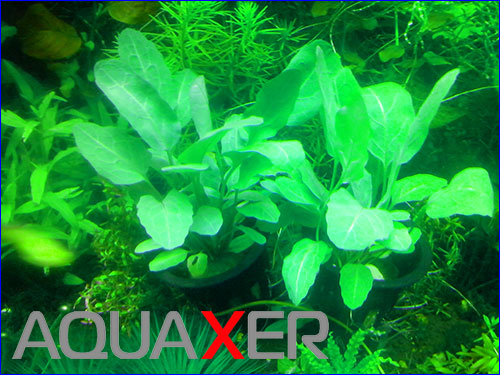   (physostegia purpurea).