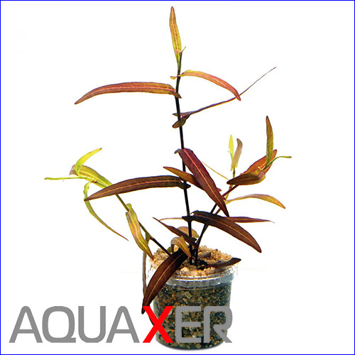  (Polygonum Porto Velho).