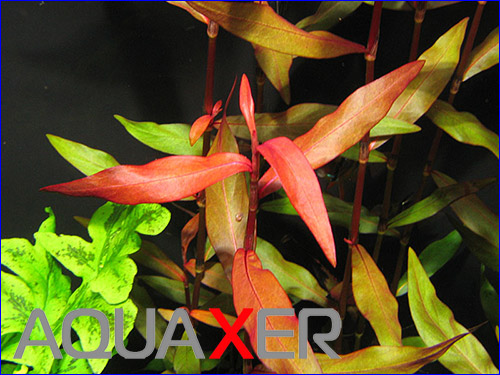  (Polygonum spec).