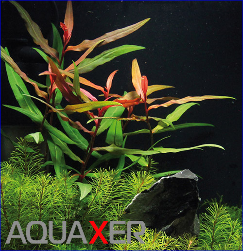  (Polygonum spec).