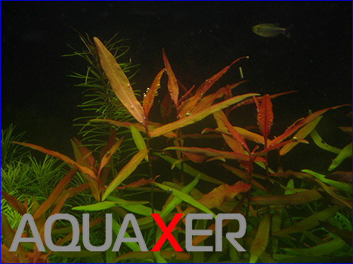  (Polygonum spec).