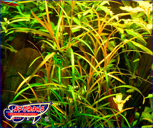   (Potamogeton Gayi).