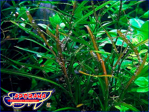   (Potamogeton Gayi).