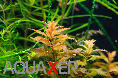 Proserpinaca palustris ().