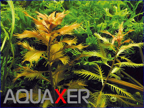 Proserpinaca palustris ().