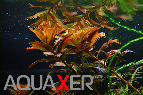Proserpinaca palustris ().