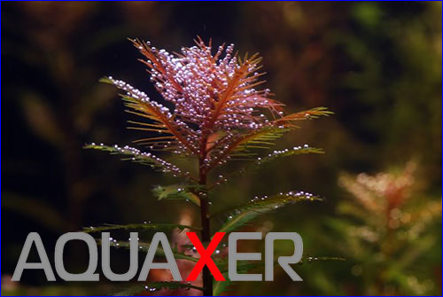 Proserpinaca palustris ().