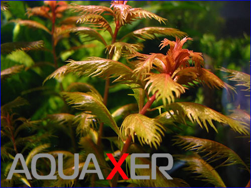 Proserpinaca palustris ().