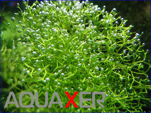   (Riccia dwarf).