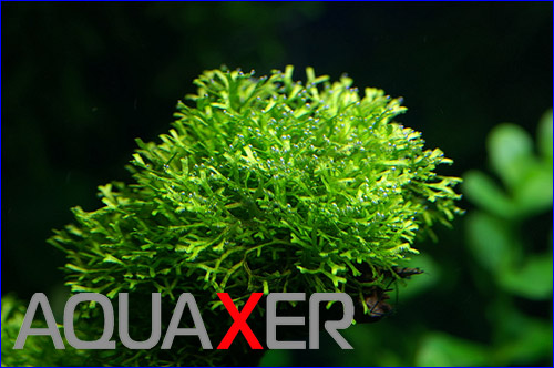   (Riccia dwarf).