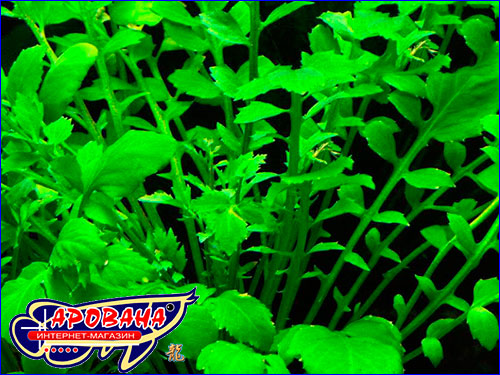   Rorippa aquatica.