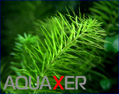Rotala Bangladesh.