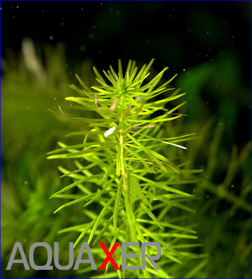 Rotala Bangladesh.