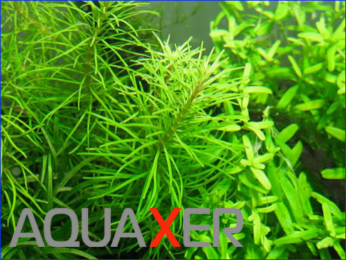 Rotala Bangladesh.